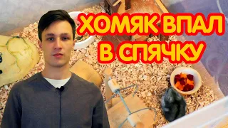 Хомяк впал в спячку – что делать?