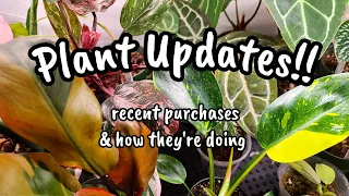 Houseplant Updates!! 🌿 how's all my plant mail doing? 🤔 Philodendron, Anthurium Monstera & Hoya