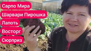 Коллекционная картошка в моем огороде. Итоги. Впечатления!