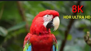 8K VIDEOS | World 8K Videos HDR Ultra HD (120 FPS) | THE BEAUTY OF NATURE 8K ULTRA HD