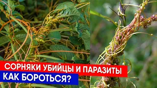 СОРНЯКИ УБИЙЦЫ и ПАРАЗИТЫ - как бороться?