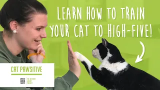 Cat Pawsitive: Home Edition | How to Train Your Cat to High-Five!