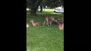 Phoenix park deer