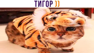 ТИГОР! РРРРР!!! хе-хе ))) | Приколы с котами | Мемозг 1356