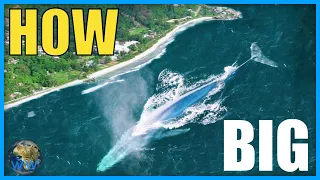 How Big Do Blue Whales Actually Get?