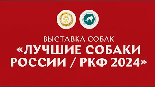 Выставка собак «Лучшие собаки России / РКФ 2024»