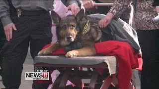 Police dog put down after one final ride in squad car