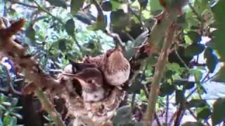 Hummingbird - First Flight