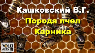 #Кашковский В.Г. Порода пчел Карника