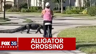Alligator interrupts bike ride through Florida neighborhood