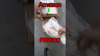 Amazon se Zinda Kabootar delivery #amazon #viral