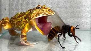 Delicious giant hornet queen / Pacman frog , African bullfrog【LIVE FEEDING】