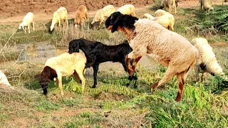 Wow Amazing Sheep Meeting | Lovely Sheep Meeting Video New