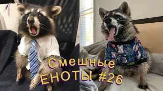 Cмешные ЕНОТЫ #26 / Приколы с ЕНОТАМИ 2022 / Funny Raccoons.