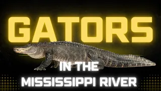 Alligators in the Mississippi River: Just How Dangerous Is It?