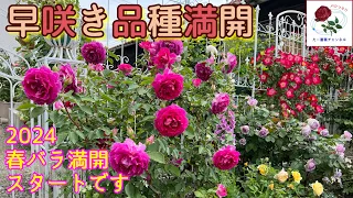 2024【早咲き品種満開】たー薔薇ガーデン初の春バラ満開です🌹昨年夏から頑張りました😊🐻‍