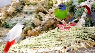 Bird Aviary | Releasing the Blue Faced Parrot Finches + Breeding Tips