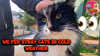 We Fed Funny and Cute Cats In Cold Day | YUFUS