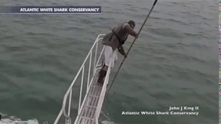 Гигантская белая акула выпрыгнула из воды и схватила ученого