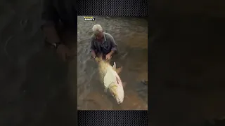 Goliath Tigerfish, Monster Pemangsa Di Sungai Kongo #shorts #fakta #goliathtigerfish