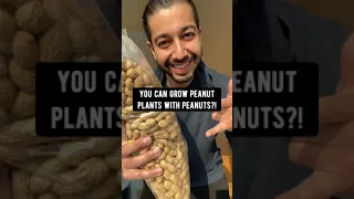 Grow Peanut Plants w/ Peanuts! | creative explained