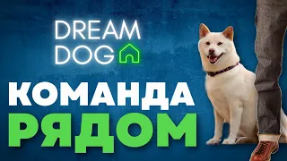 Команда Рядом 🐶 Научить собаку идти у ноги хозяина 🐕 Приучить щенка ходить на поводке по команде 🐩