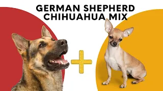 All About German Shepherd Chihuahua Mix