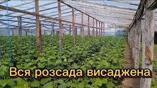 Розсада вся висаджена. Тепер головне догляд.