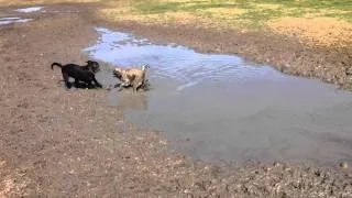 Puppy mud wrestling!