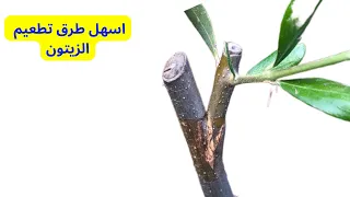 How to grafting olives in easy and different ways / grafting olive trees