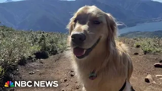 Coast Guard rescues three-year-old dog after 300 ft fall in Oregon