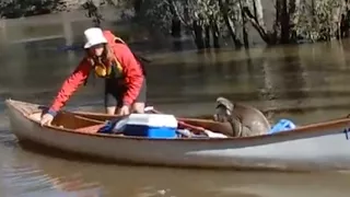 Stranded Koala Rescued by Students in Canoe