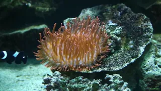 Рыба клоун - Amphiprion ocellaris