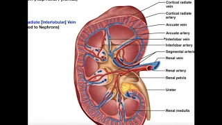 Basics of Renal Blood Supply and Flow