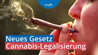 Cannabis-Legalisierung: Justiz müsste alte Strafverfahren aufrollen | MDR THÜRINGEN JOURNAL | MDR