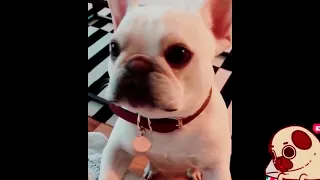 Приколы с французскими бульдогами,french bulldog