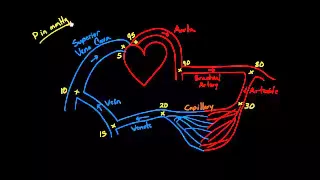 Pressure, flow, and resistance in the human body