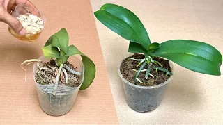 It's Miraculous It Makes Orchids Instantly Revive And Grow