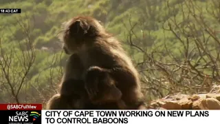 City of Cape Town working on new plans to control baboons