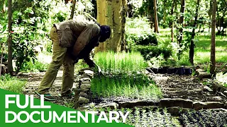 Re-Growing Kenya's Forests | Giving Nature A Voice | Free Documentary Nature