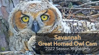 2022 Savannah Great Horned Owl Cam Season Highlights | Skidaway Audubon | Cornell Lab