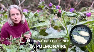 Reconnaître et cuisiner la pulmonaire