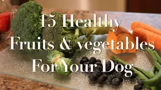 15 Fruits and Vegetables you can feed your dog