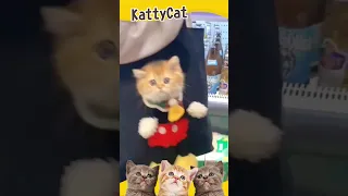 OMG So Cute Cats Best Funny Cat Videos #18 | KattyCat