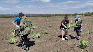 начали высадку рассады кукурузы сахарной Ракель биколор