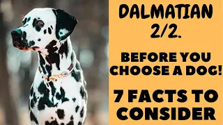 Before You Choose a dog - THE DALMATIAN - 7 facts to consider