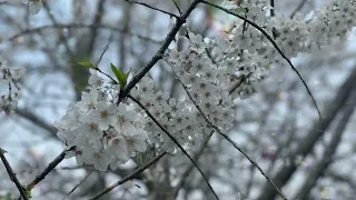 #純音樂🌸[放鬆,愜意] 落花翩翩 #古箏