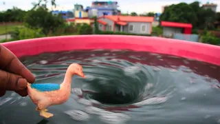 Ducklings and Whirlpool. Whirlpool Video. Whirlpool. Whirlpools.