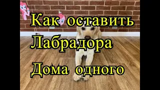 Как оставить собаку (лабрадора) дома одного?