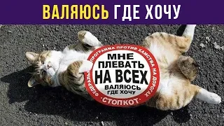 Приколы. Валяюсь где хочу | Мемозг #25